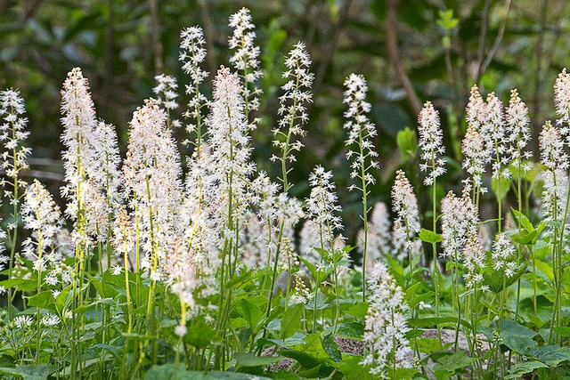 Tiarella sercolistna Tiarella cordifolia P9