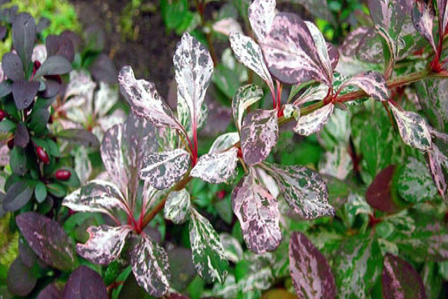 Berberys Thunberga Pink Attraction Berberis thunbergii P9