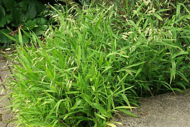 Obiedka szerokolistna Chasmanthium latifolium P9