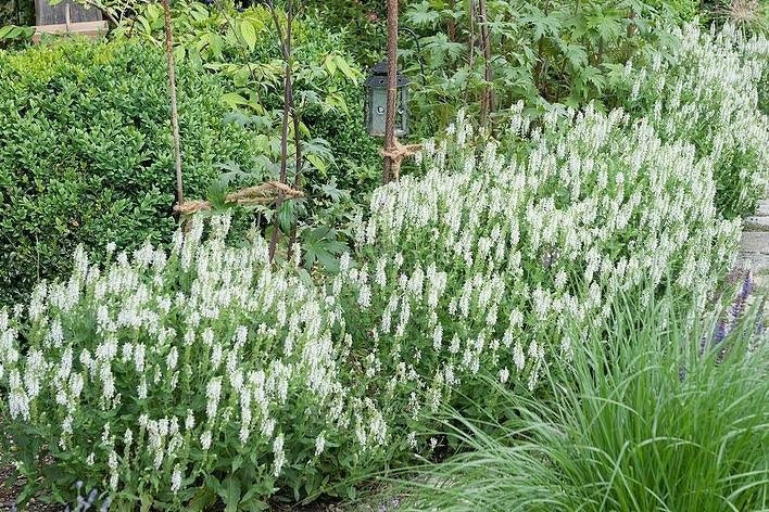 Szałwia omszona Snow Hill Salvia nemorosa P9