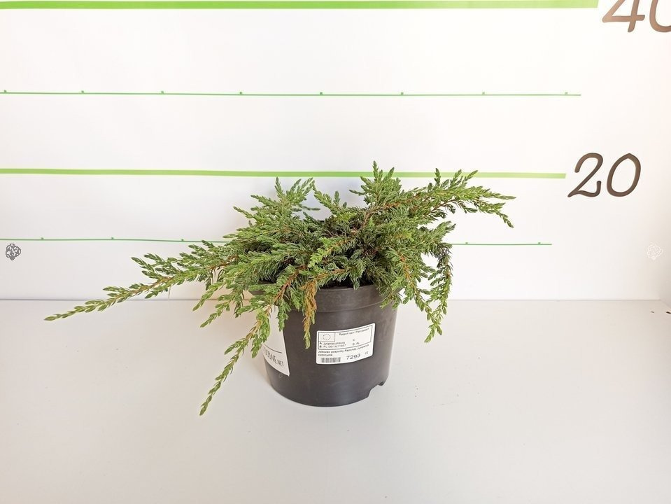 Jałowiec pospolity Repanda Juniperus communis P9