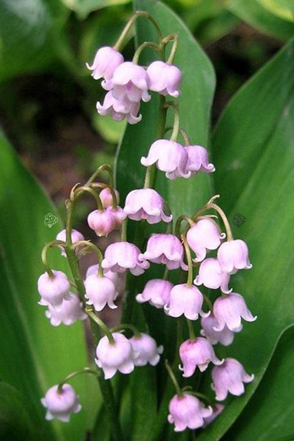 Konwalia majowa Rosea Convallaria majalis P9