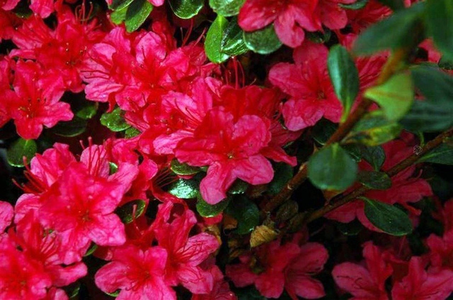 Azalia japońska Geisha Red Rhododendron obtusum C2