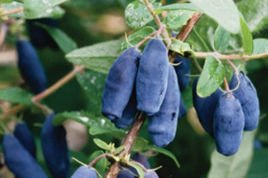 Jagoda kamczacka Morena Lonicera caerulea var. kamtschatica P9