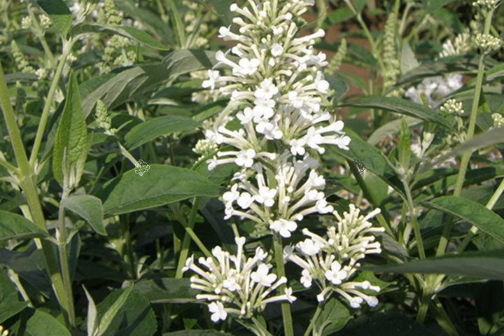 Budleja Davida Argus White PBR Buddleja davidii C2