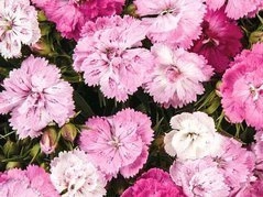 Goździk pierzasty Magic Dianthus plumarius P9