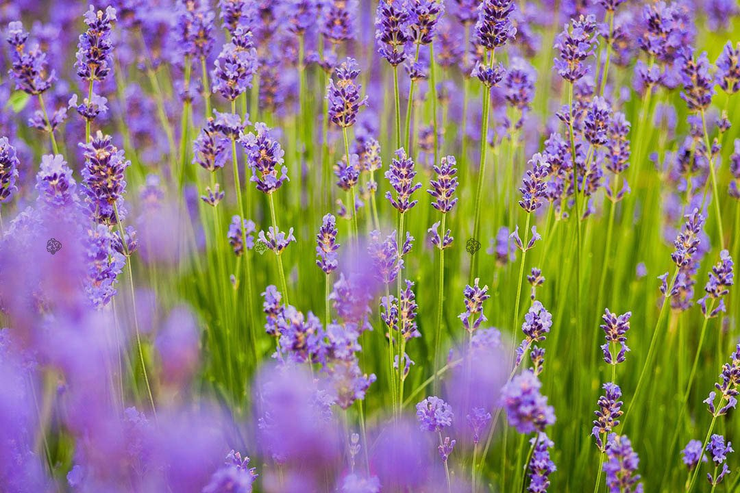 Lawenda wąskolistna Hidcote Blue Scent Lavandula angustifolia P9