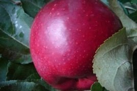 Jabłoń Malinówka Oberlandzka Malus domestica