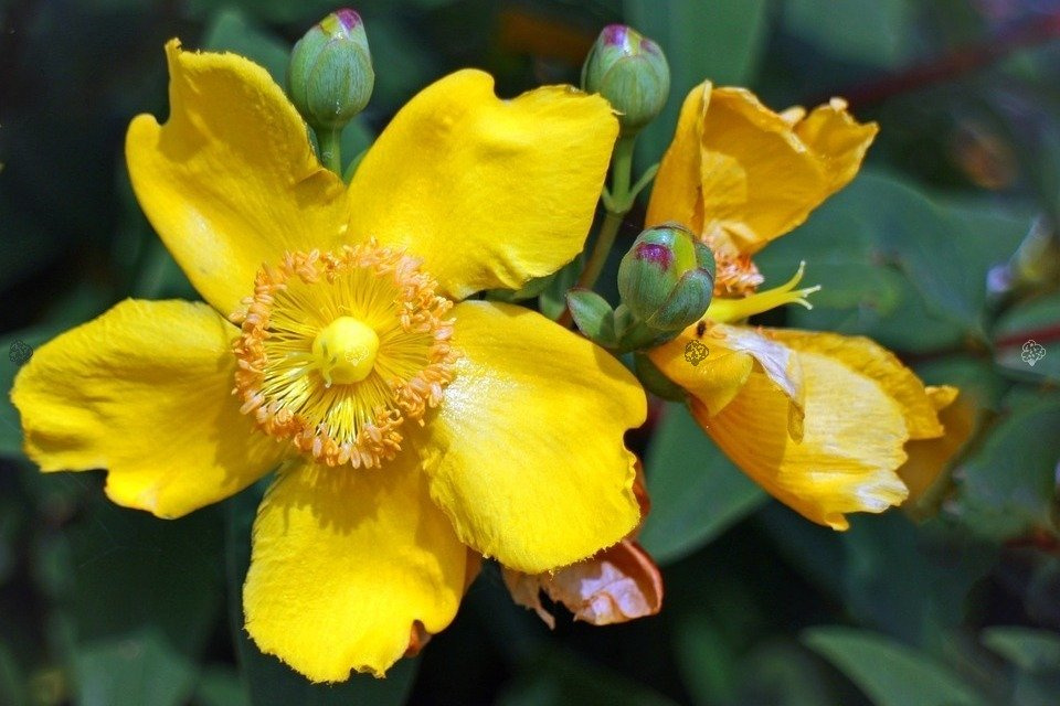 Dziurawiec Hookera Hidcote Hypericum hookerianum C2