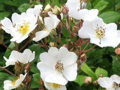 Róża wielokwiatowa biała Rosa multiflora P9
