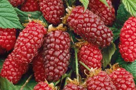 Malinojeżyna Tayberry Medana Rubus C2