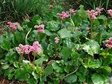 Bergenia sercowata Bergenia cordifolia