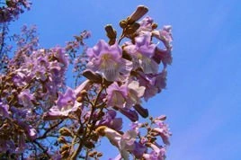 Paulownia cesarska Paulownia tomentosa C2