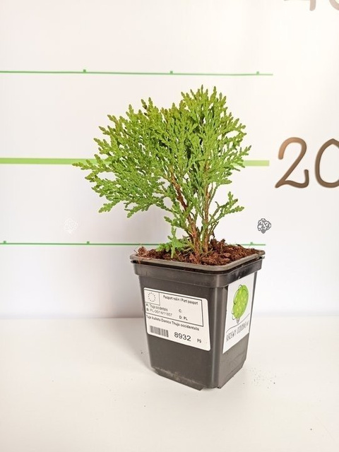 Tuja kulista Danica Thuja occidentalis