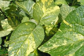 Kalina hordowina Aureovariegata Viburnum lantana P9