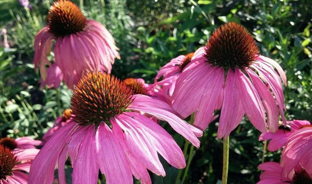 Jeżówka Magnus Echinacea hybrida P9