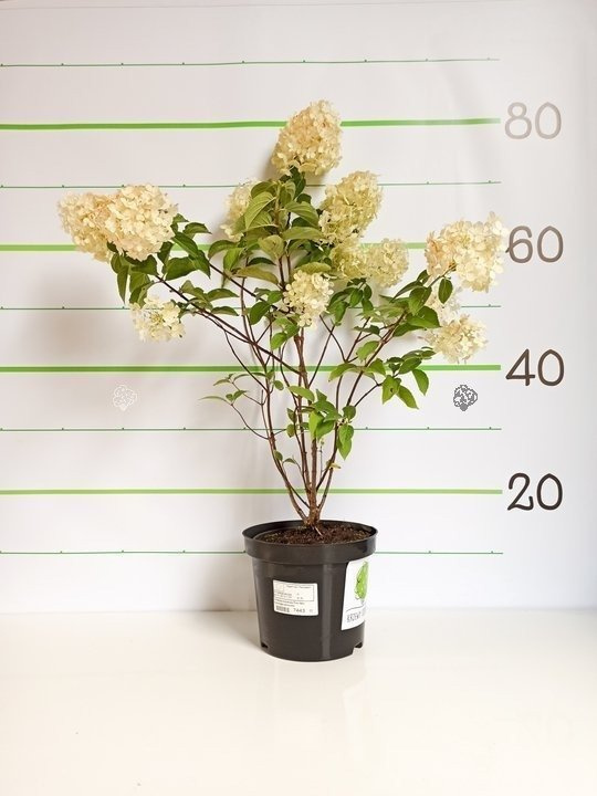 Hortensja bukietowa Polar Bear PBR Hydrangea paniculata C3
