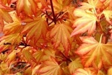 Klon palmowy Orange Dream Acer palmatum