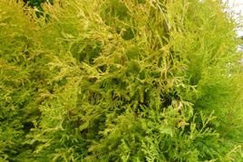 Tuja Rheingold Thuja occidentalis C5