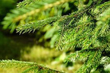 Świerk pospolity Picea abies P9