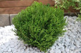 Tuja Teddy Thuja occidentalis P9
