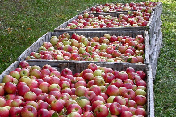 Jabłoń Jonagold Malus domestica