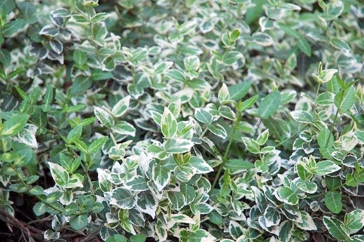 Trzmielina Fortune'a Emerald Gaiety Euonymus fortunei C2