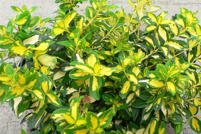 Trzmielina Fortune'a Sunspot Euonymus fortunei