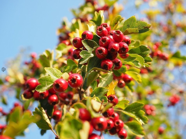 Głóg jednoszyjkowy Crataegus monogyna Głóg jadalny