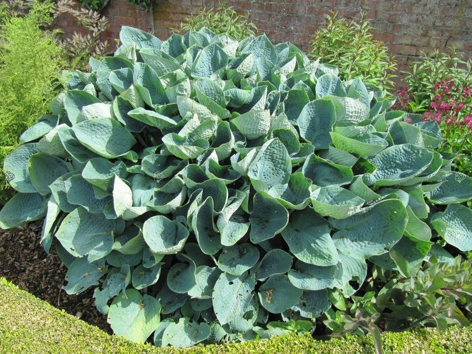 Funkia Big Daddy Hosta P13