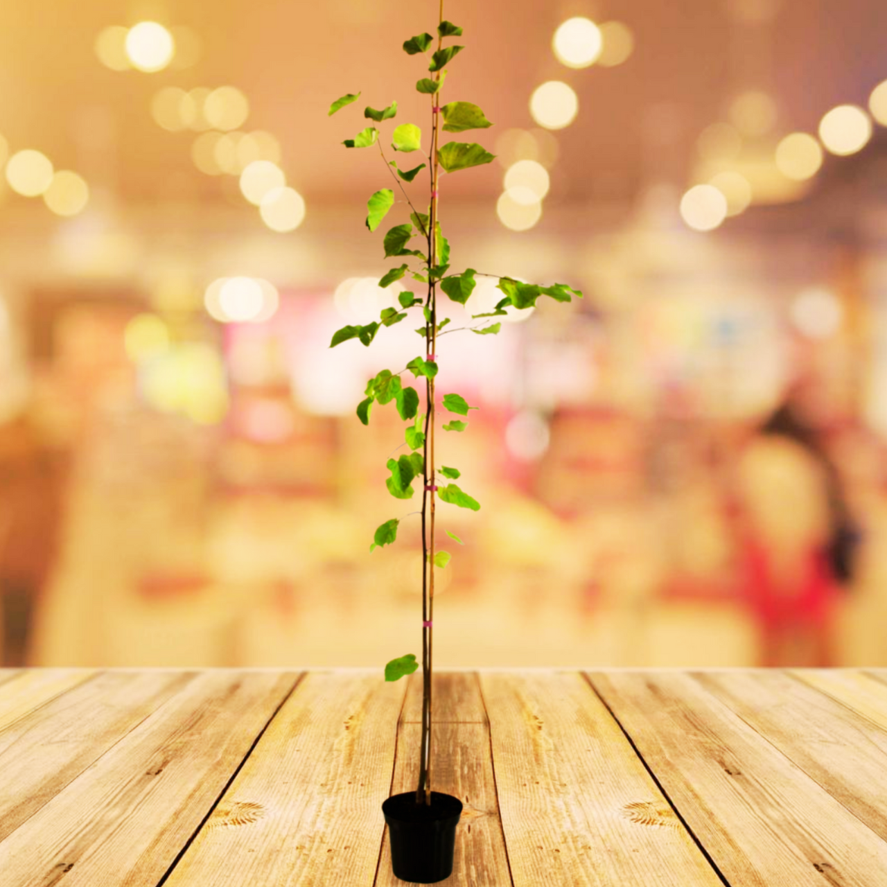 Lipa drobnolistna Tilia cordata C5