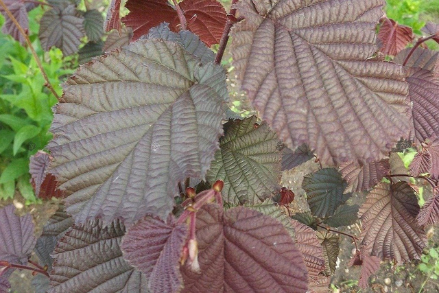 Leszczyna pospolita Syrena Corylus avellana C2