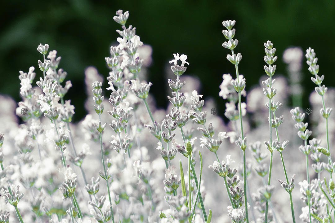 Lawenda wąskolistna Elegance Ice Lavandula angustifolia P9