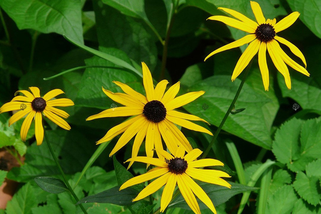 Rudbekia błyskotliwa Rudbeckia fulgida C1,5