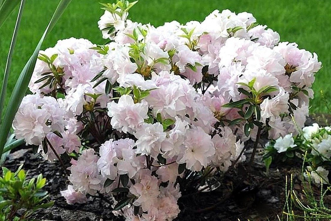 Azalia japońska Mrs Nancy Dippel Rhododendron obtusum C2