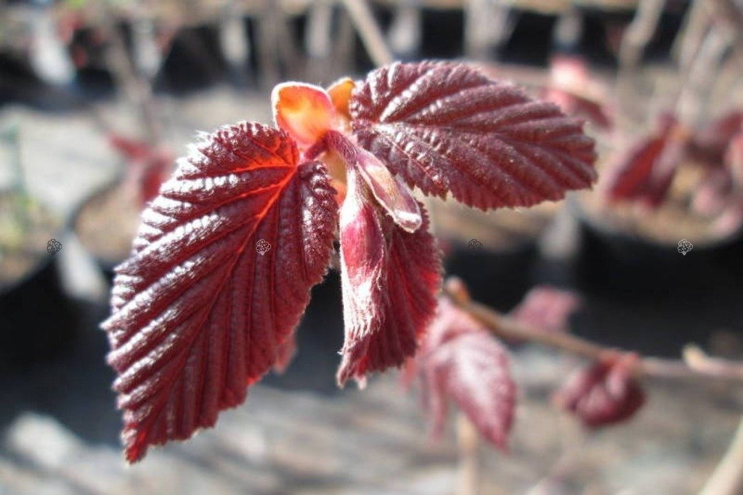 Leszczyna pospolita Syrena Corylus avellana C2