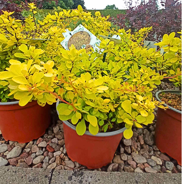 Berberys Thunberga Sunny Berberis thunbergii C2
