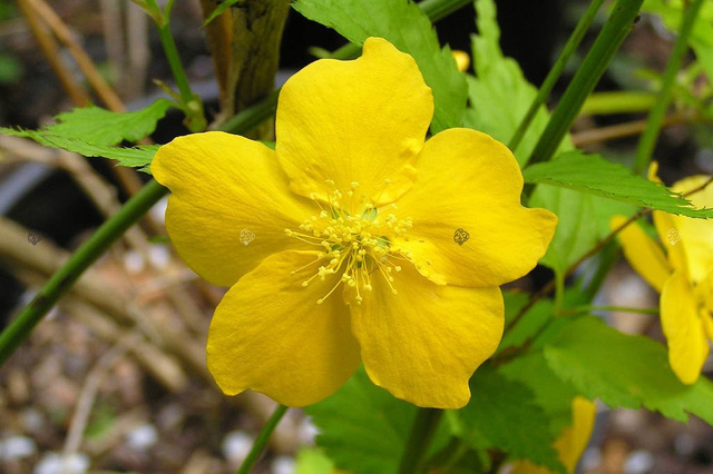 Złotlin japoński Golden Guinea Kerria japonica C3