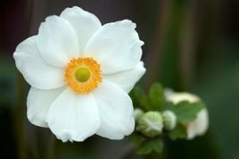 Zawilec mieszańcowy Andrea Atkinson Anemone hybrida C2