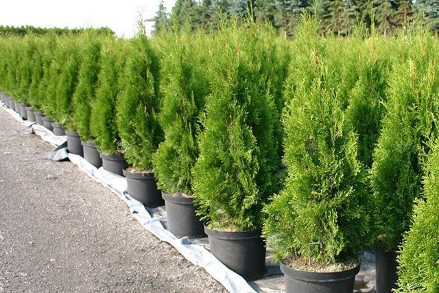 Tuja Szmaragd Thuja Smaragd occidentalis 80-90 C2