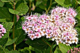 Tawuła gęstokwiatowa Spiraea densiflora P9