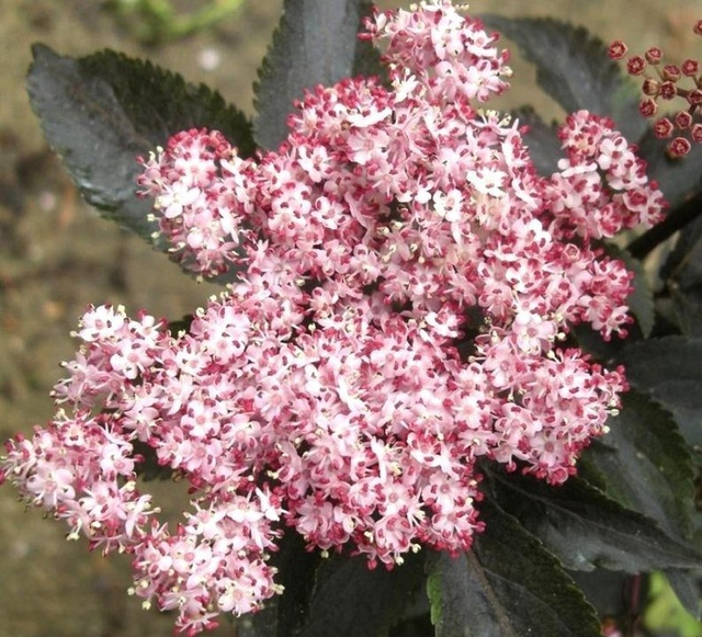 Bez czarny Black Tower PBR Sambucus nigra C5