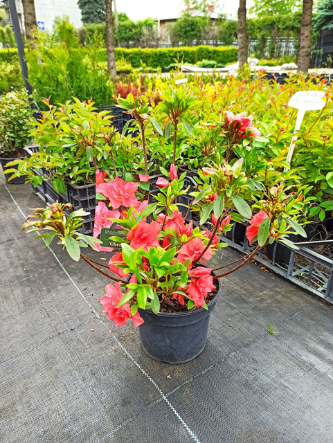 Azalia japońska Cherie Rhododendron obtusum C2