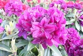 Różanecznik wielokwiatowy Polarnacht Rhododendron hybridum C2