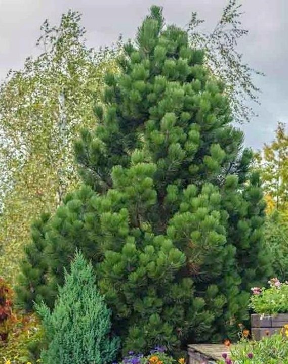 Sosna bośniacka Pinus leucodermis