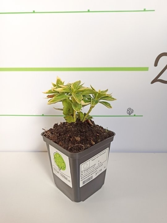 Runianka japońska Green Carpet Pachysandra terminalis P9