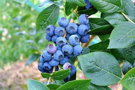 Borówka amerykańska Bonus Vaccinium corymbosum C2