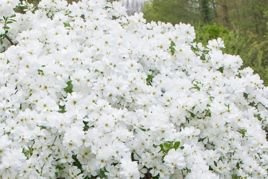 Obiela The Bride Exochorda macrantha C2