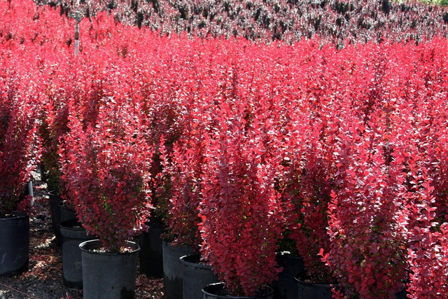 Berberys Thunberga Orange Rocket PBR Berberis thunbergii C2