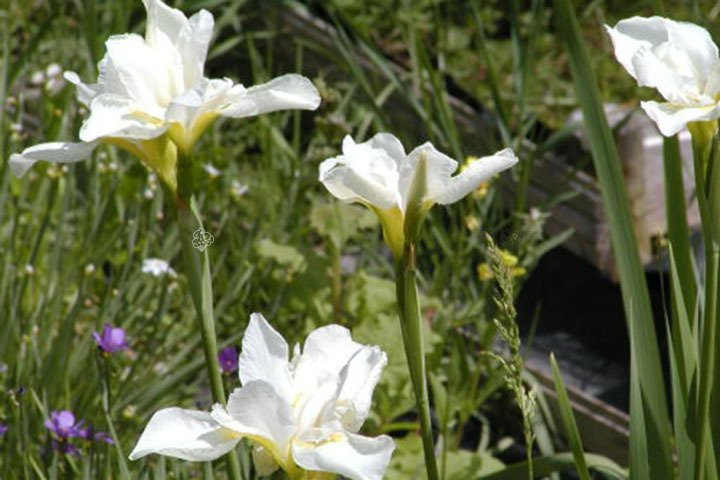 Kosaciec syberyjski Weiss Iris sibirica P9